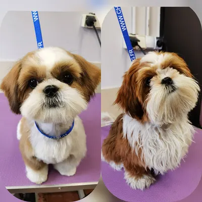 Wyczesany Pies Salon Groomerski